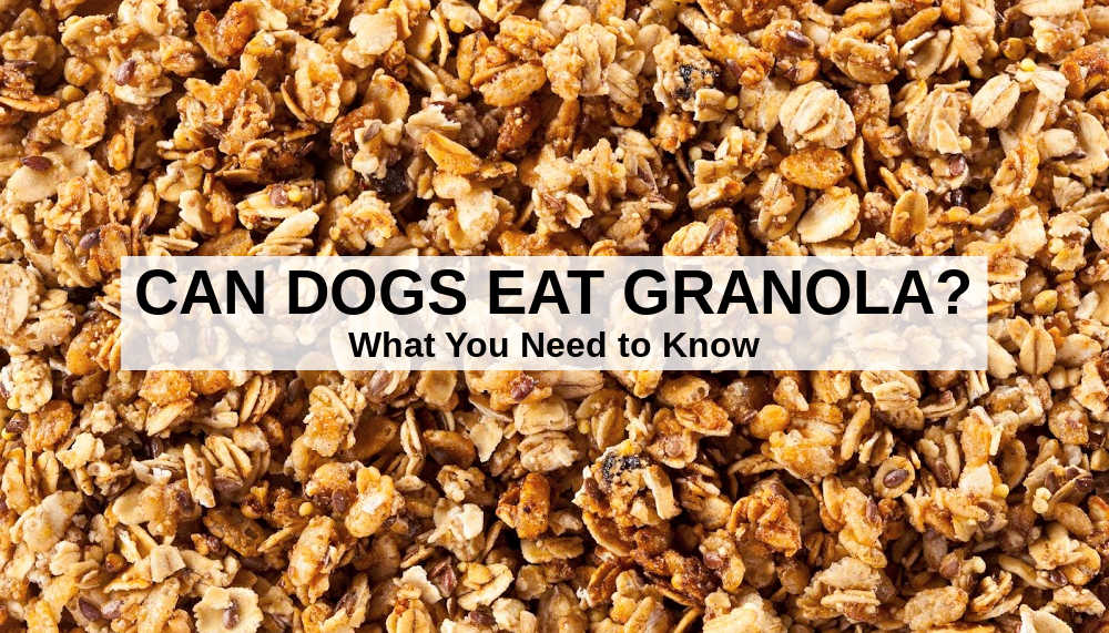 Can Dogs Eat Granola What You Need To Know