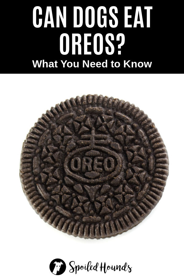 Can Dogs Eat Oreos? What You Need To Know