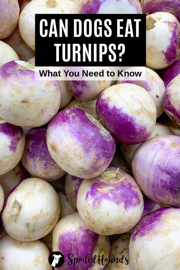 Can Dogs Eat Turnips? What You Need To Know Spoiled Hounds