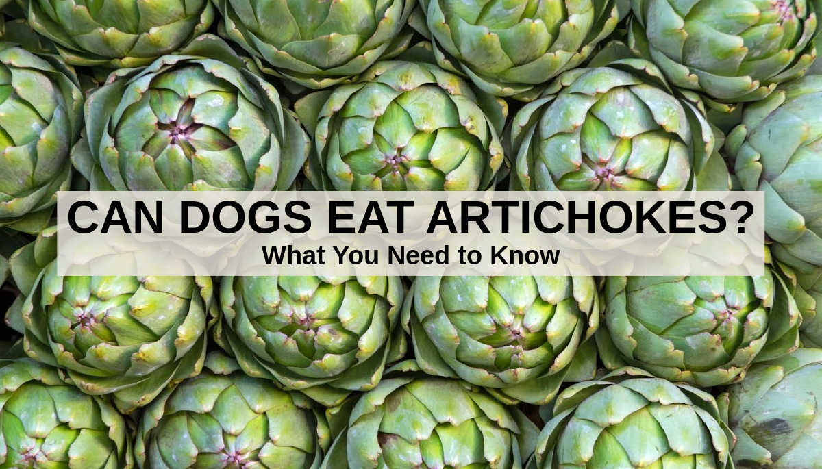 Can Dogs Eat Artichokes? What to Know About Dogs and Artichokes