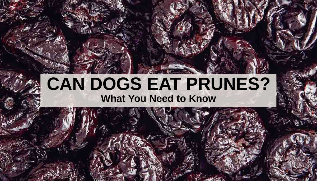 Can Dogs Eat Dry Fruit