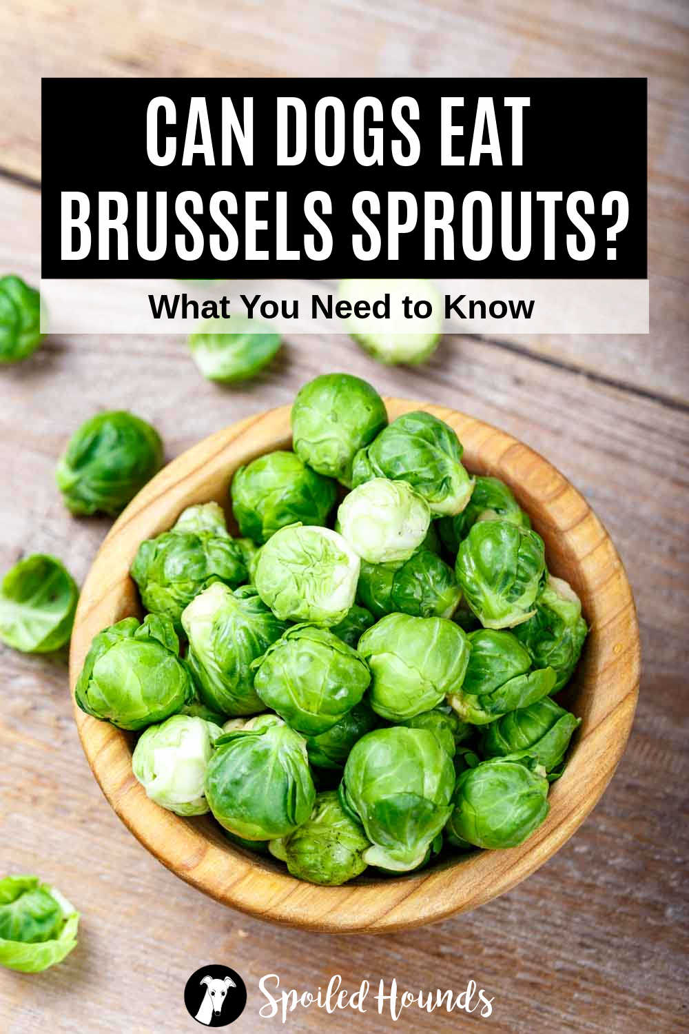 Can Dogs Eat Brussels Sprouts? What You Need To Know Spoiled Hounds