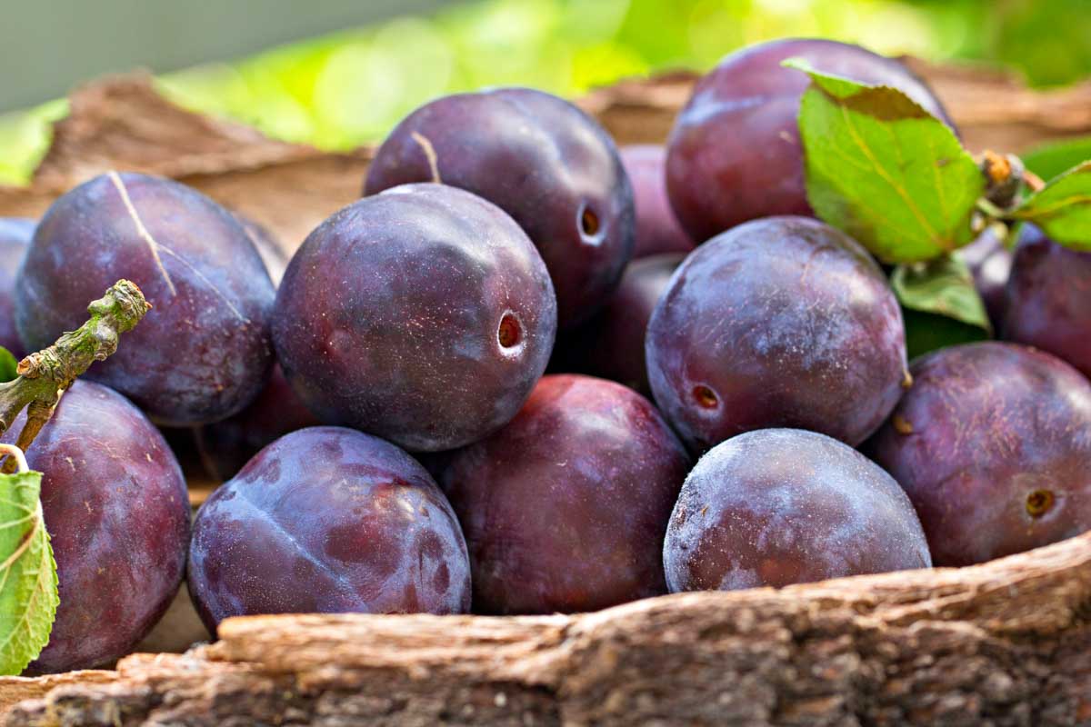 Can Dogs Eat Plums? What to Know About Dogs and Plums