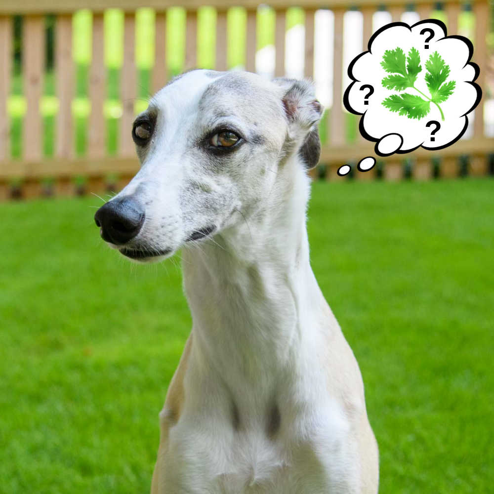 Can Dogs Eat Cilantro? What You Need To Know Spoiled Hounds