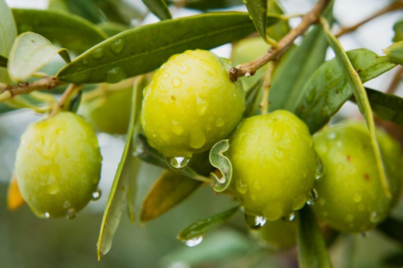 Can Dogs Eat Olives? What You Need To Know Spoiled Hounds