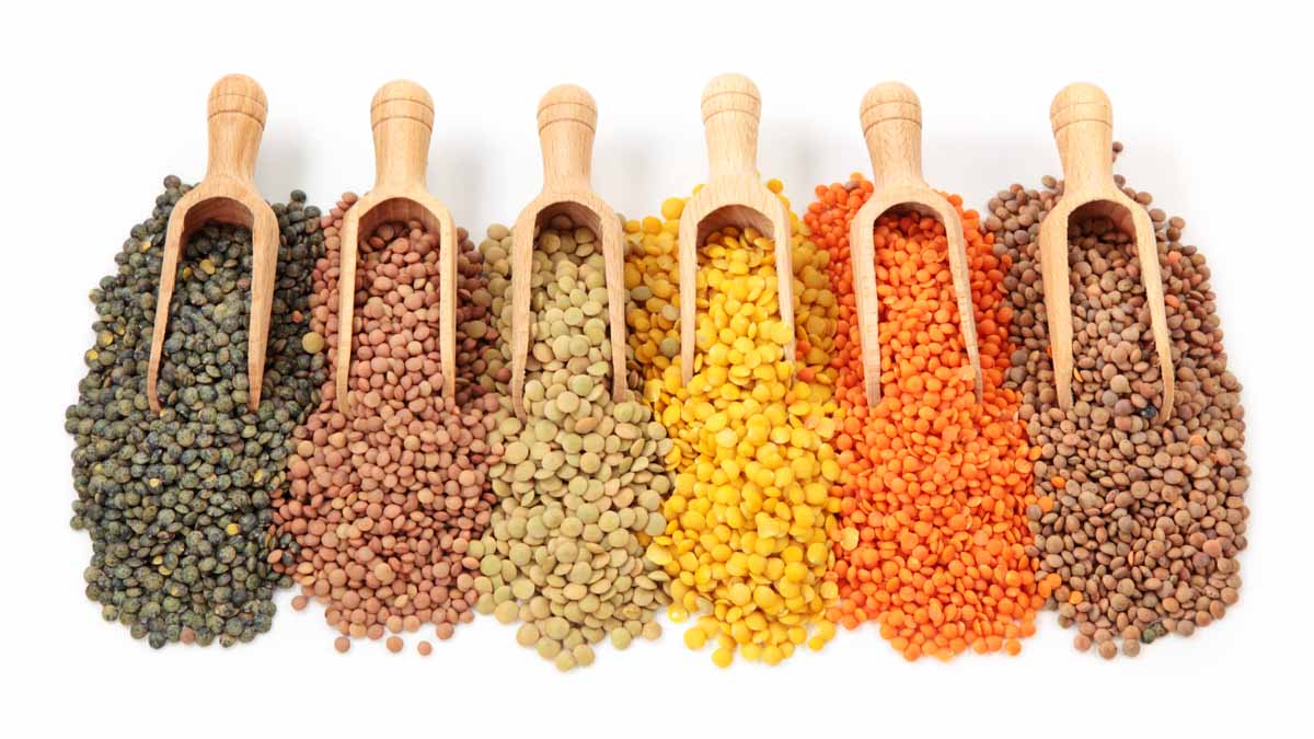 Can Dogs Eat Lentils? What You Need To Know Spoiled Hounds