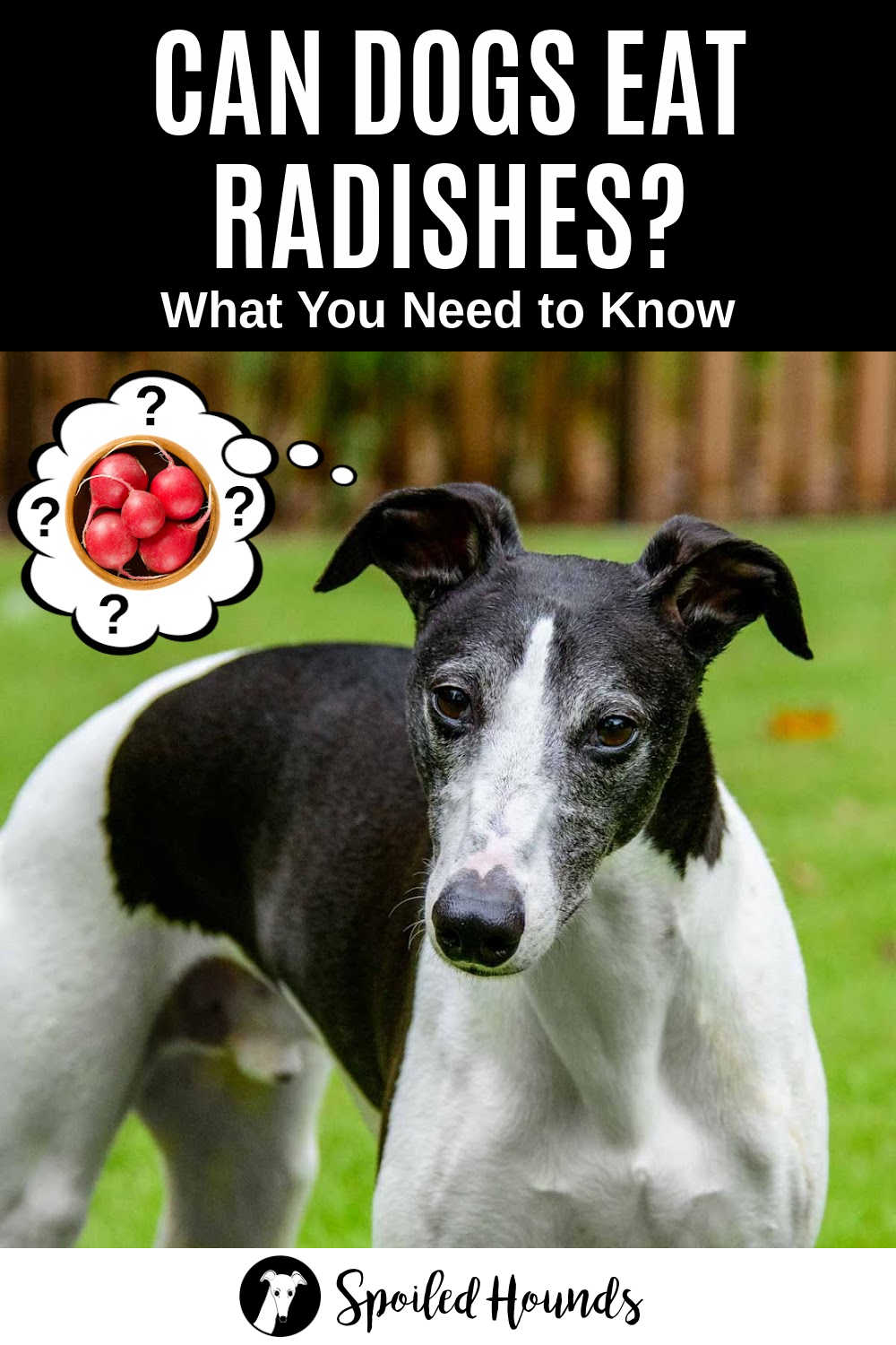 Can Dogs Eat Radishes? What You Need To Know