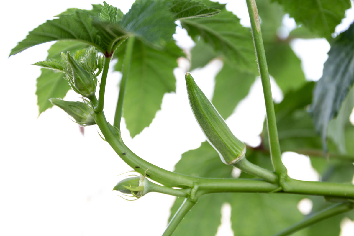 Can Dogs Eat Okra? What to Know About Dogs and Okra