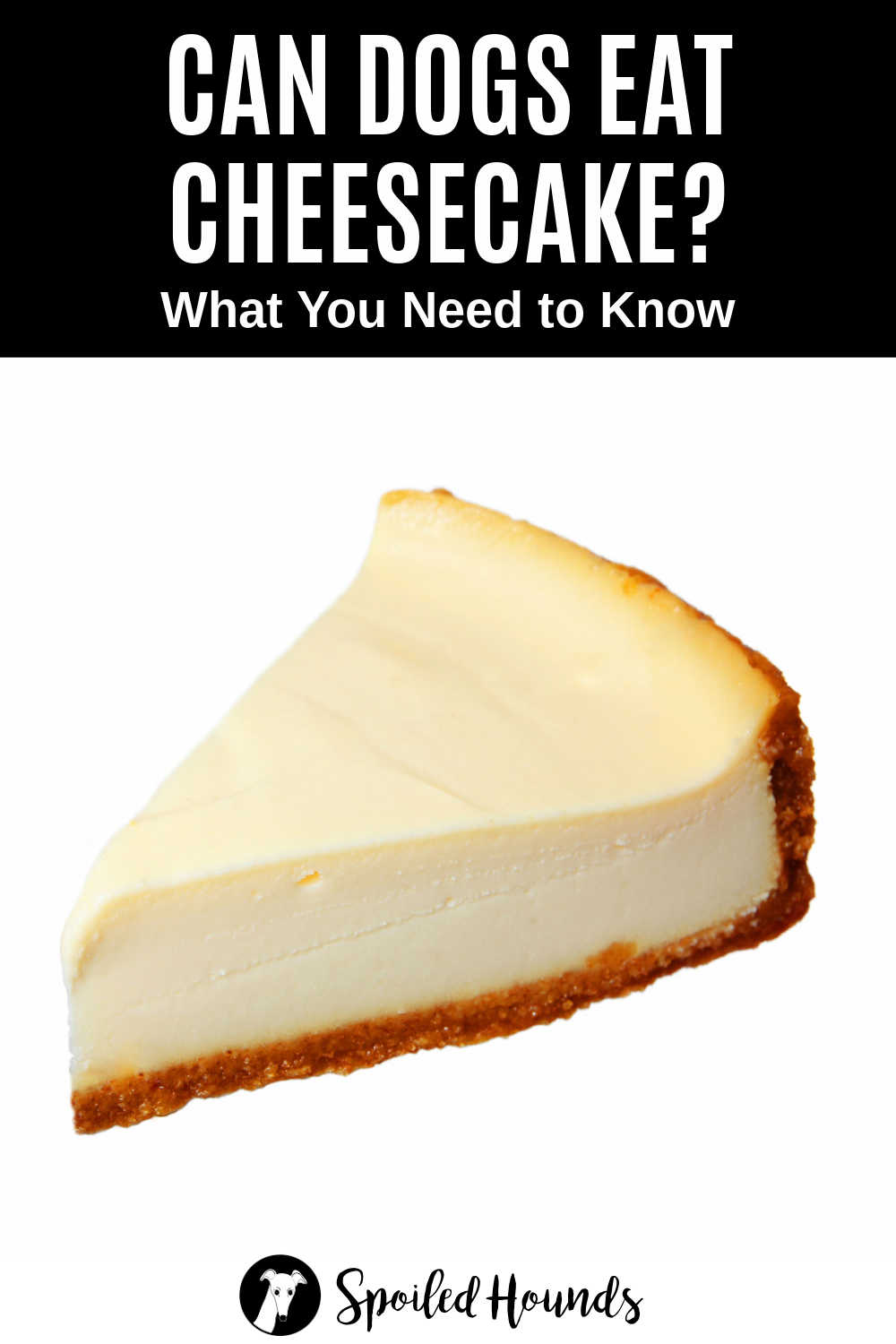 Can Dogs Eat Cheesecake? What You Need To Know