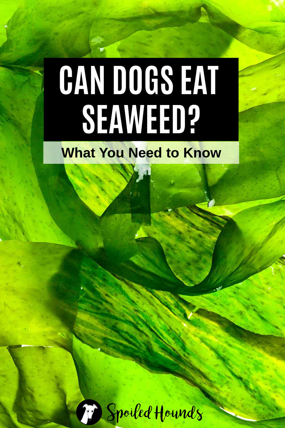 Can Dogs Eat Seaweed? What You Need To Know