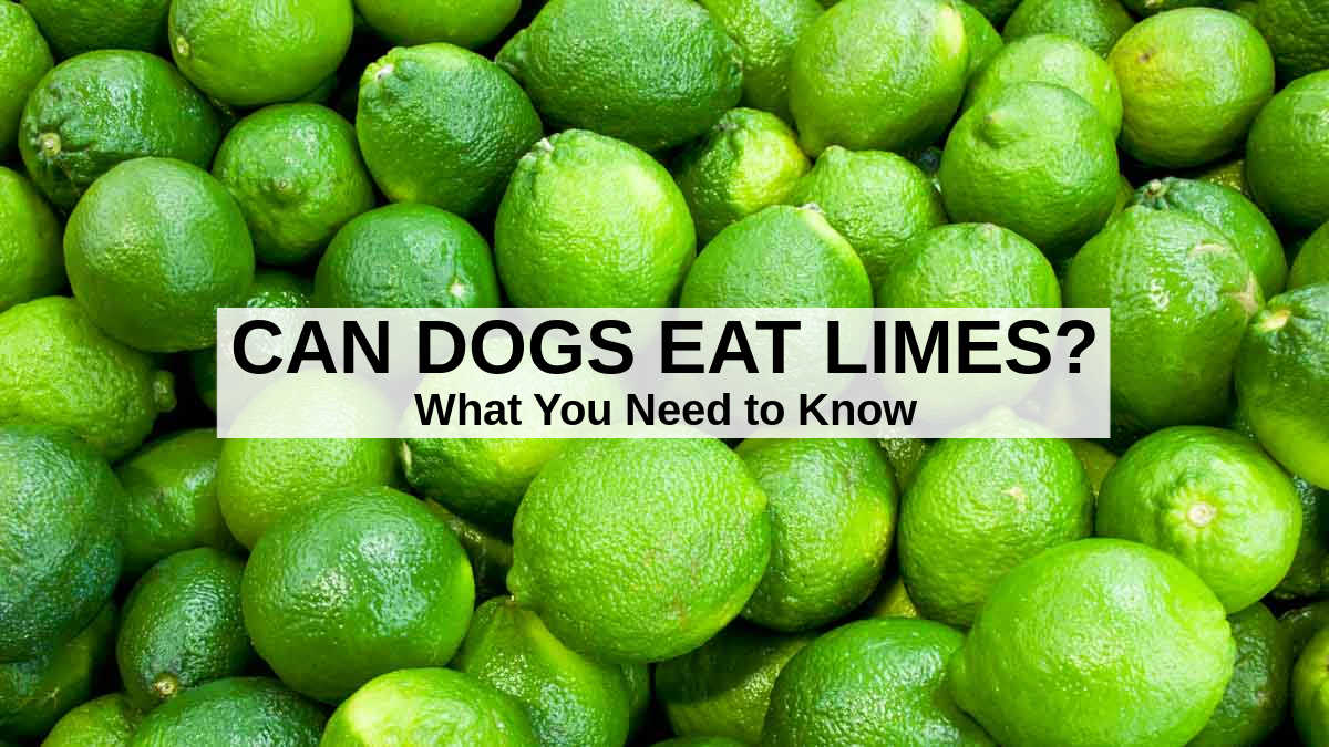 Can Dogs Eat Limes? What to Know About Dogs and Limes