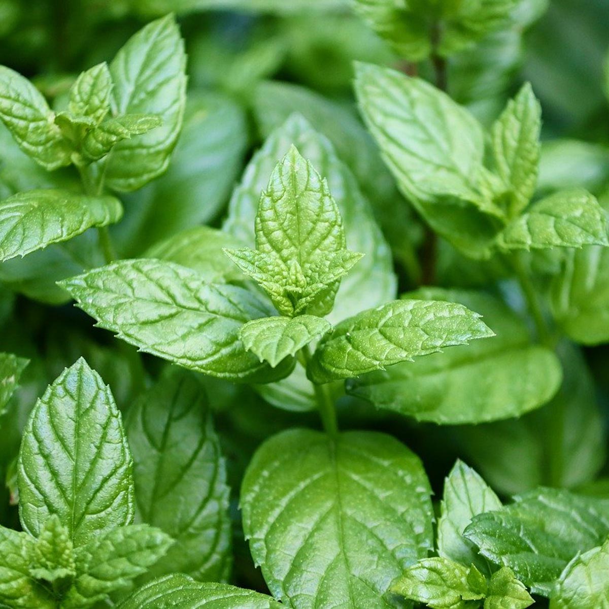 Are Mint Leaves Toxic To Dogs