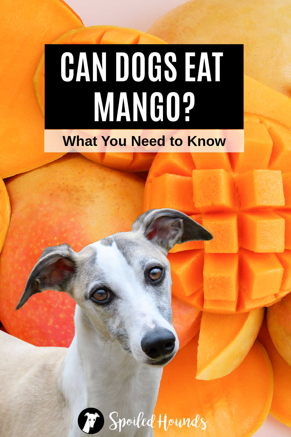 Can Dogs Eat Mango? What You Need To Know