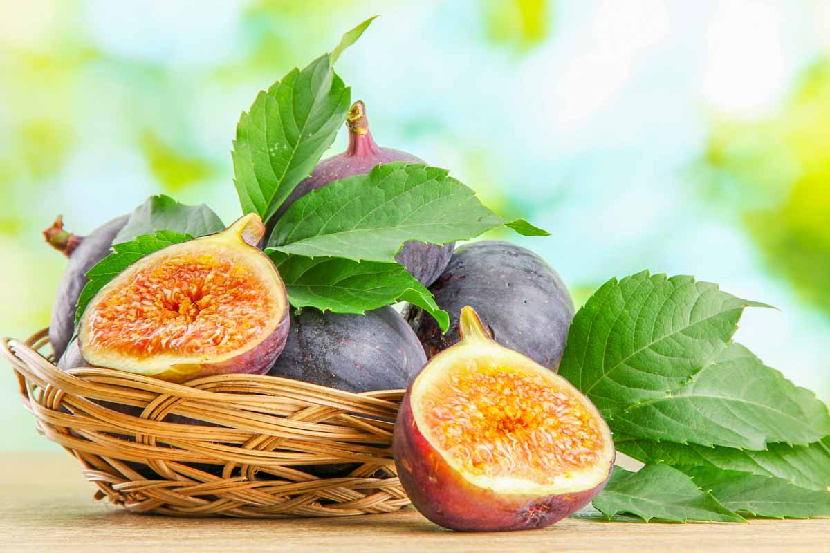 Can Dogs Eat Figs? What to Know About Dogs and Figs Spoiled Hounds