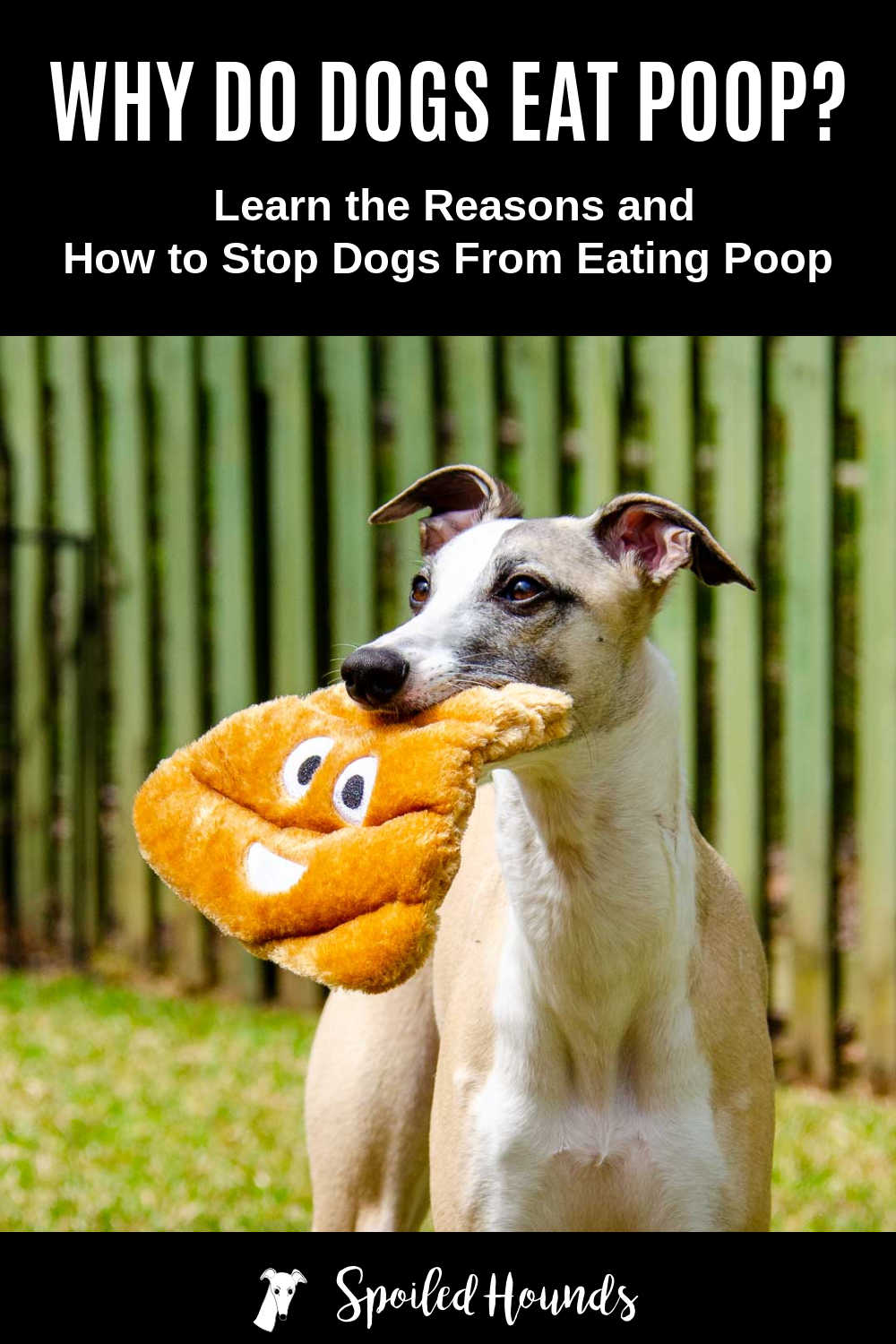 How Do I Stop My Dogs From Eating Poop
