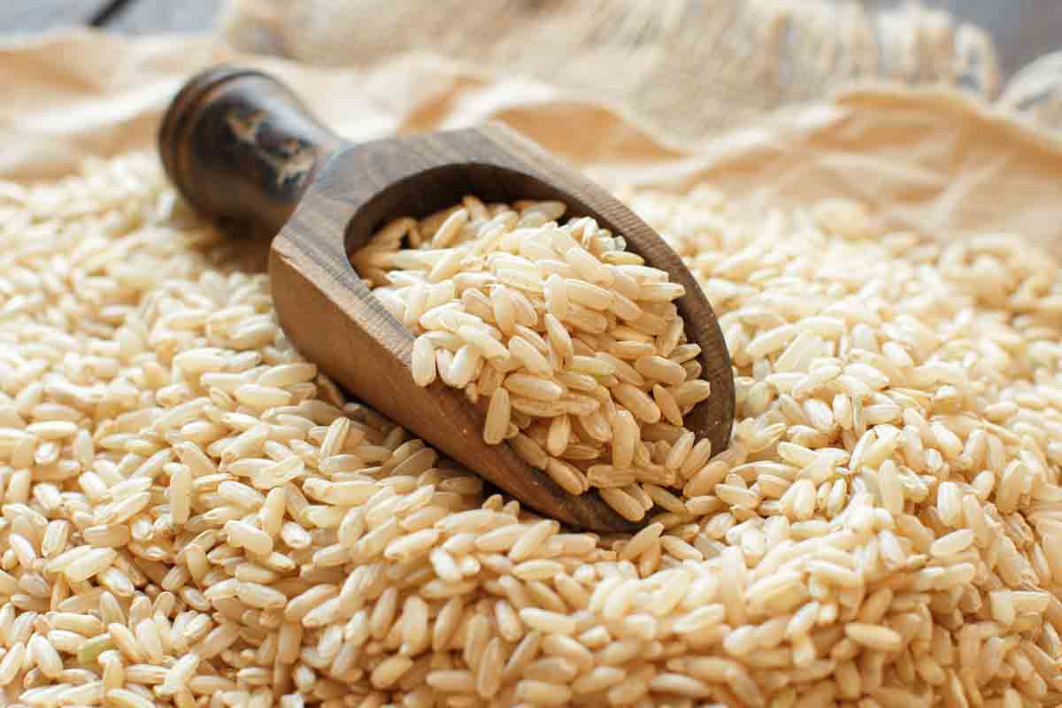 Can Dogs Eat Brown Rice? What You Need To Know