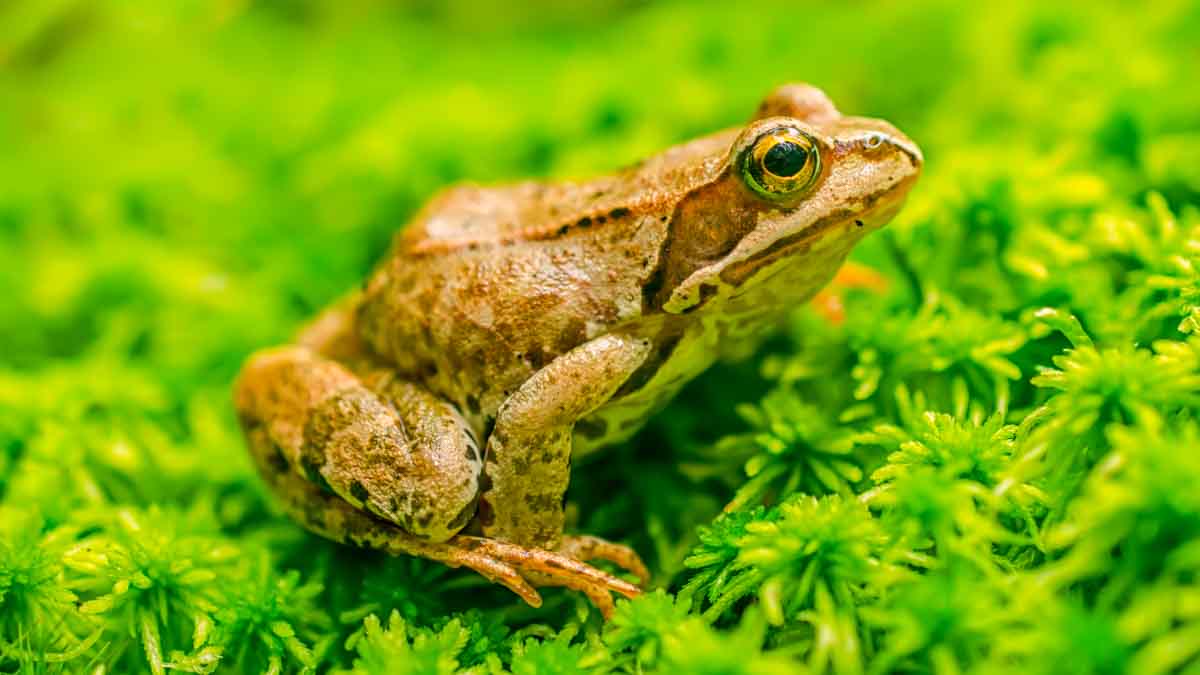 Can Dogs Eat Frogs? What You Need To Know Spoiled Hounds