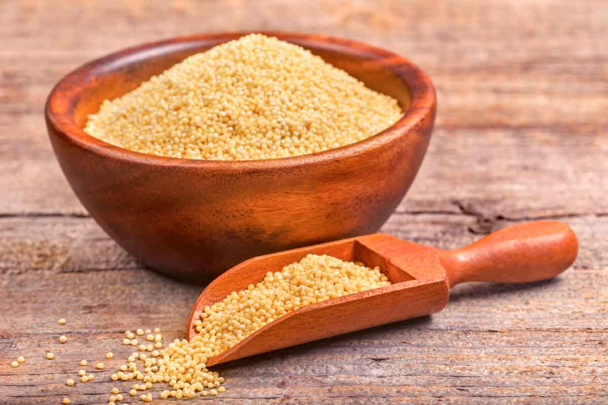 Can Dogs Eat Millet? What You Need To Know Spoiled Hounds