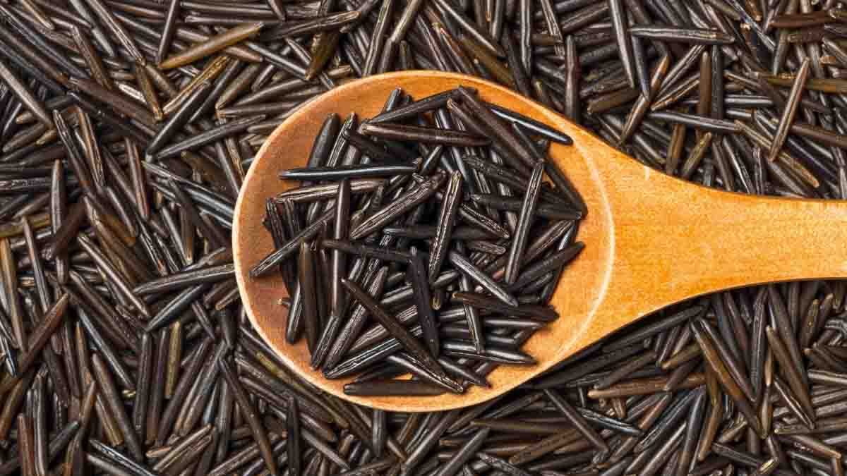 Can Dogs Eat Wild Rice? What You Need To Know Spoiled Hounds