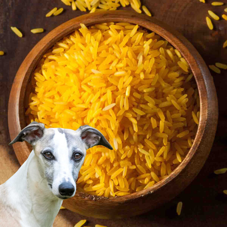 Can Dogs Eat Yellow Rice? What You Need To Know Spoiled Hounds