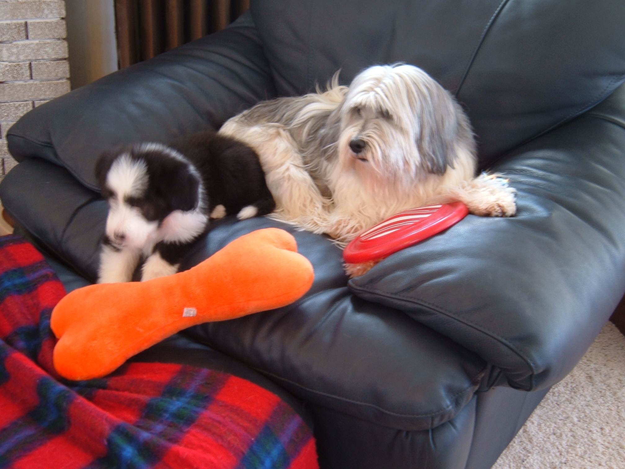 Spoiled Rotten Pet Spa Your trusted source for quality pet care services