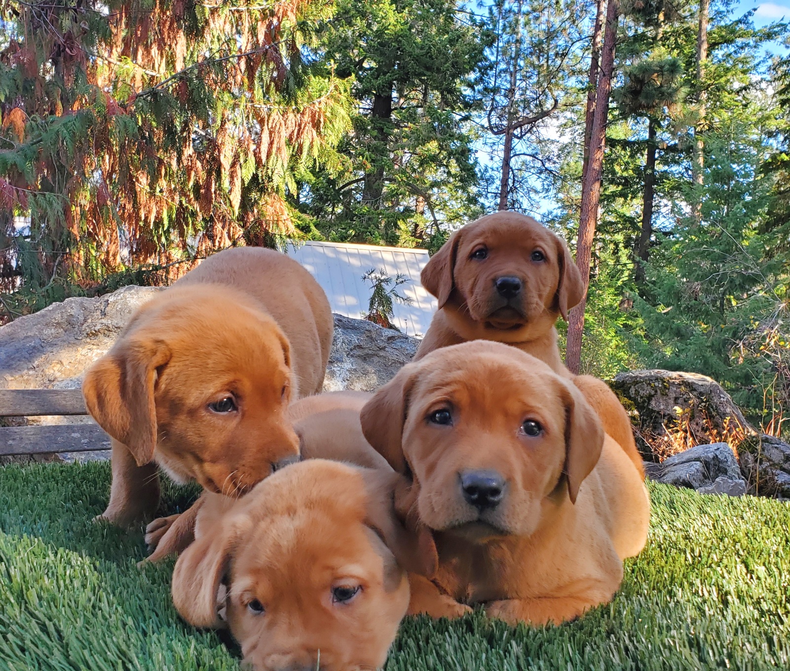 Peony x Rusty Fall 2024 Spokane Labradors
