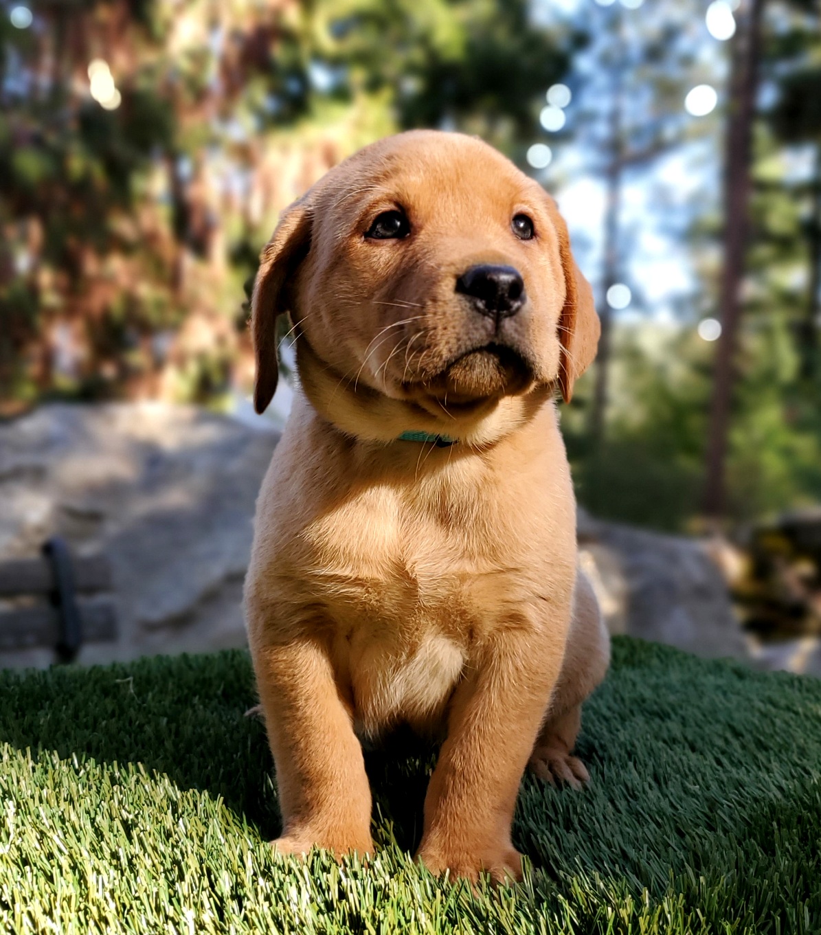 Peony x Rusty Fall 2024 Spokane Labradors