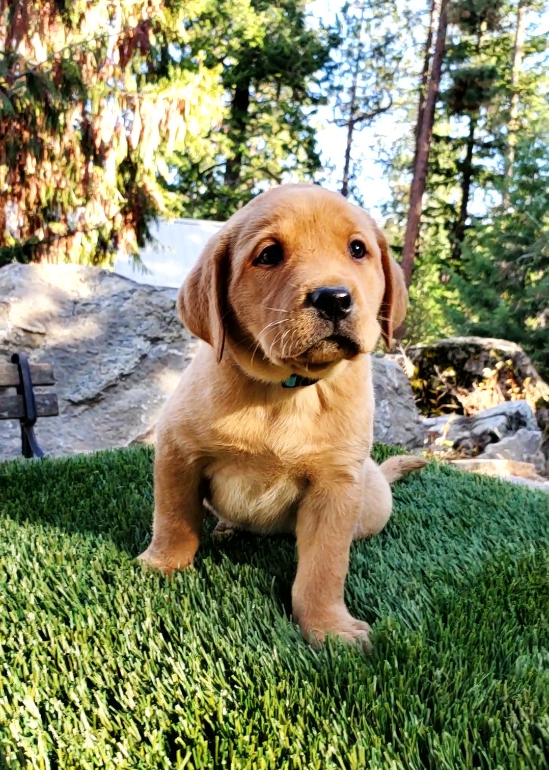 Peony x Rusty Fall 2024 Spokane Labradors