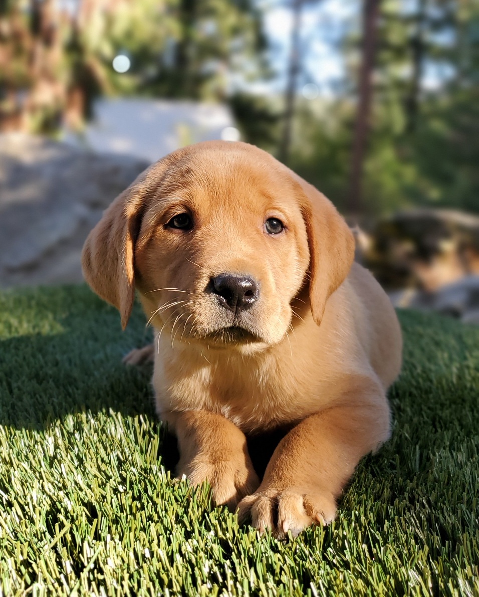Peony x Rusty Fall 2024 Spokane Labradors