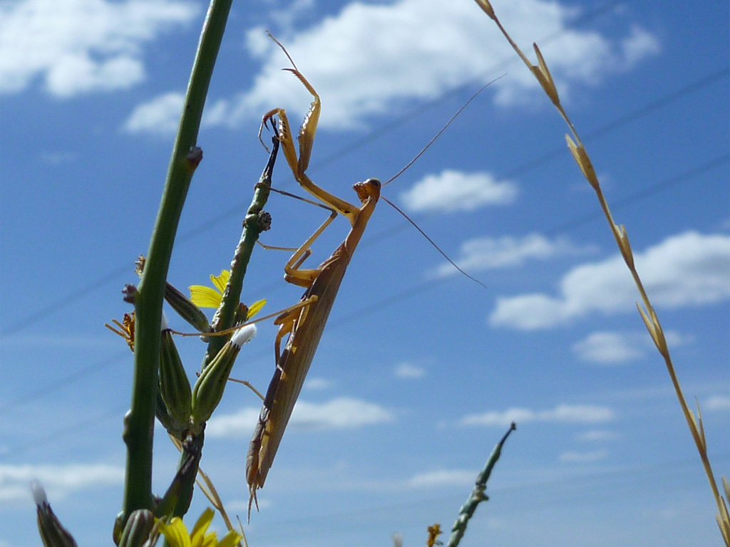 Spokane Pooper Scooper Yard Service (509) 4351103