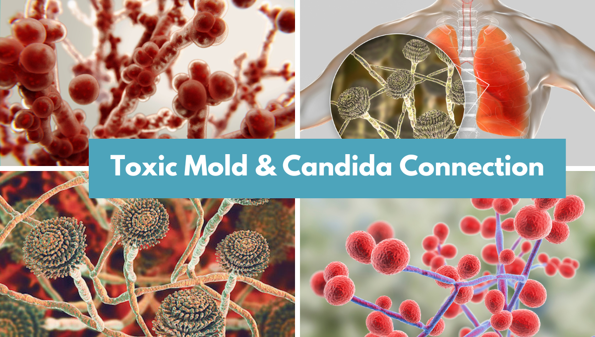 Mold And Candida Overgrowth Understanding The Connection