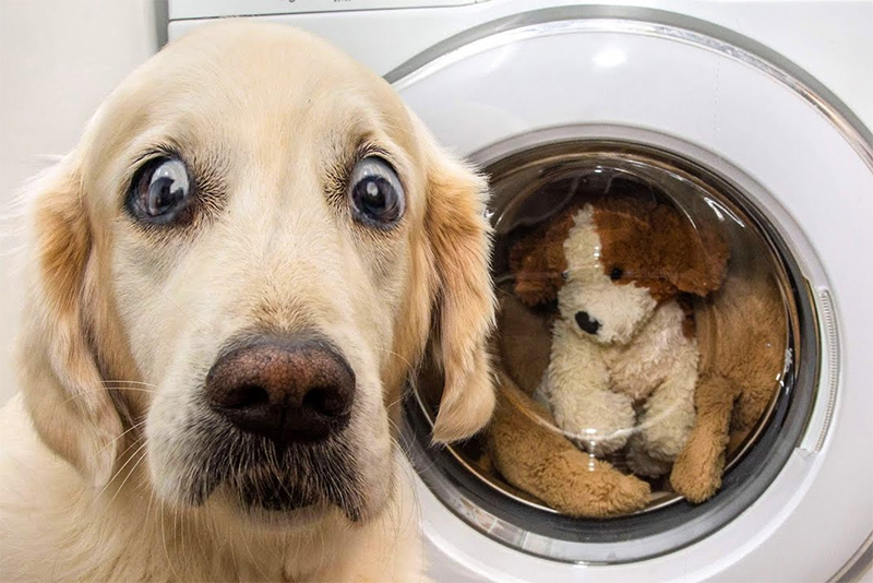 The Best Of Funniest Animals 2020