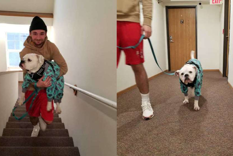 Dog Fakes a Limp Only To Be Carried Up The Stairs