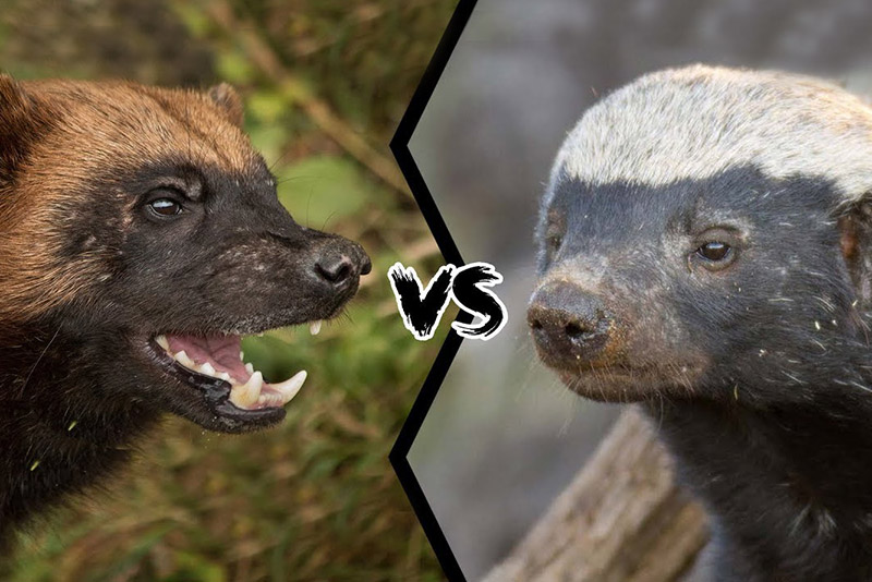 Who Would Win The Fight Between a Honey Badger And a Wolverine?