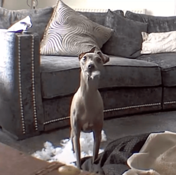 Dog Has Hilarious Reaction When Caught On Camera Destroying His Bed