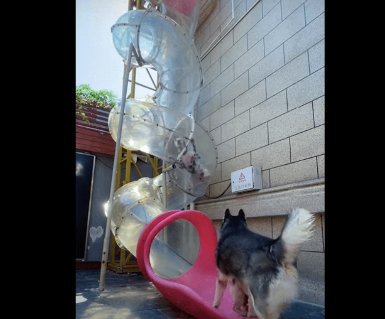 Dogs Take Turns Going Down Twisty Outdoor Slide