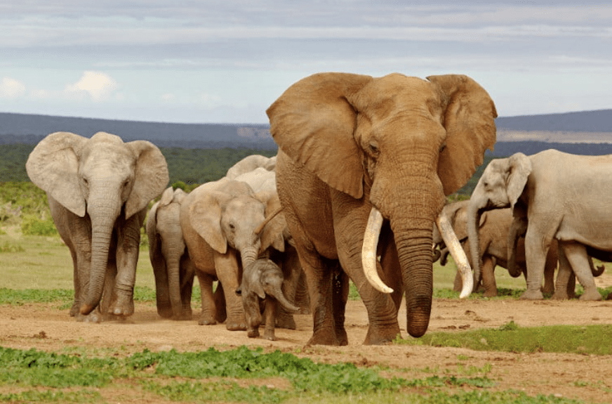 Elephants Gives Each Other Names In Form Of Rumbling Noises