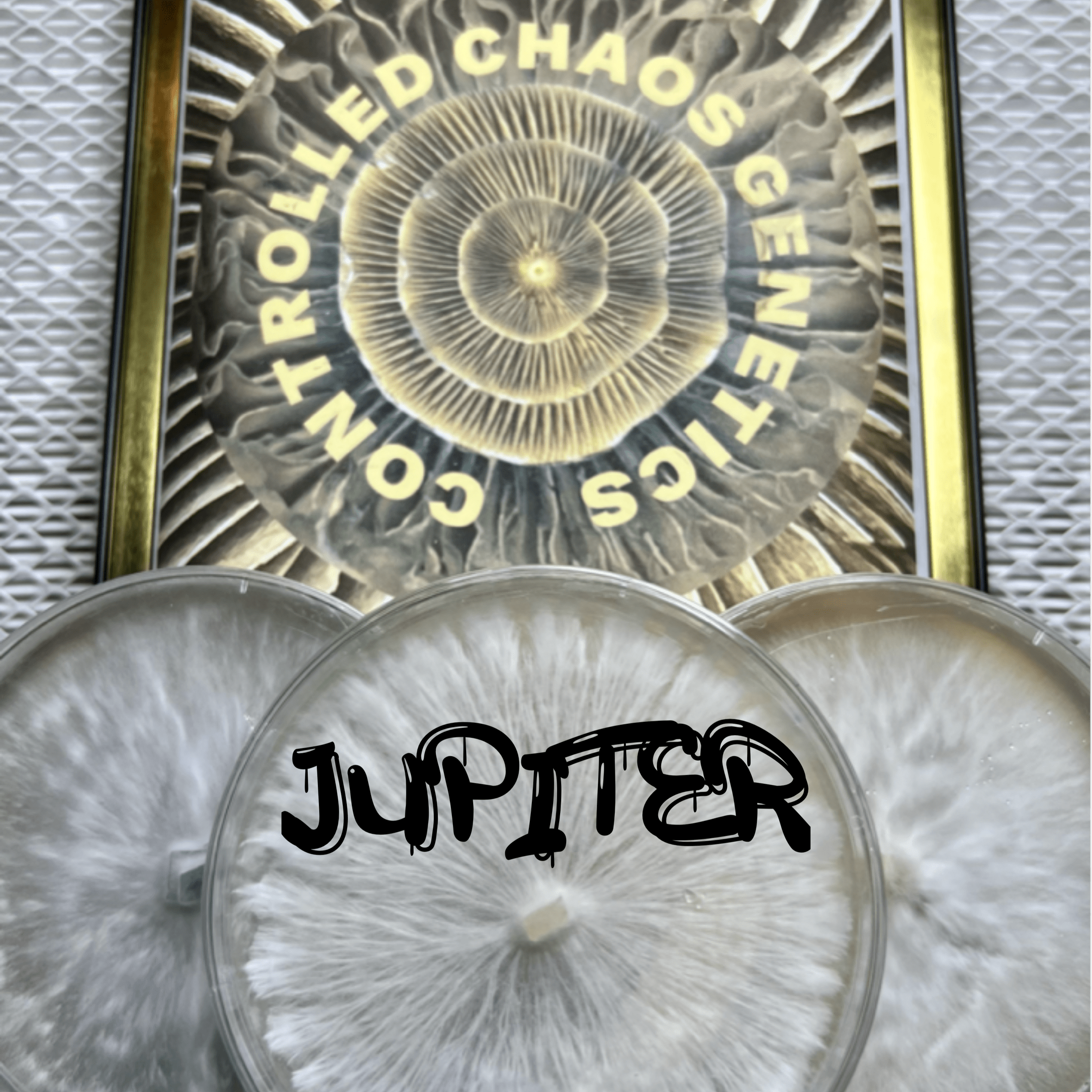 Jupiter Premium Research Plate 60mm SporeSwaps