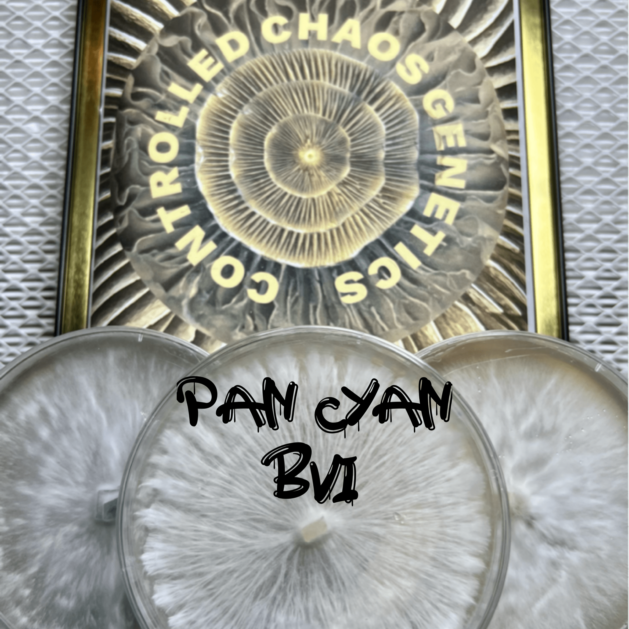 Pan Cyan BVI Premium Research Plate 60mm SporeSwaps