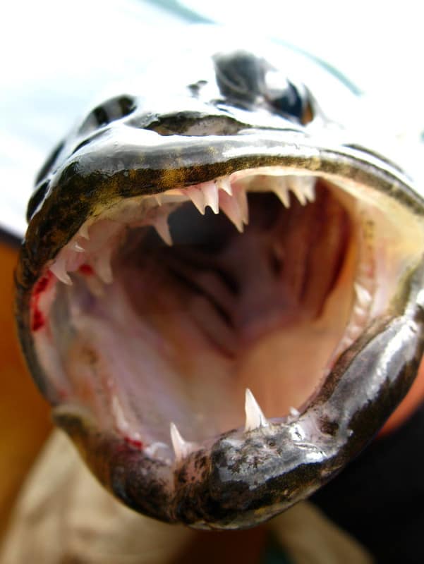 Do Walleye Fish Have Teeth? [Explained With Pics]