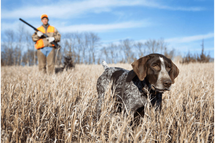 Hunting dog chasse oiseaux sporting sportingclassicsdaily Hunting Dog Quotes
