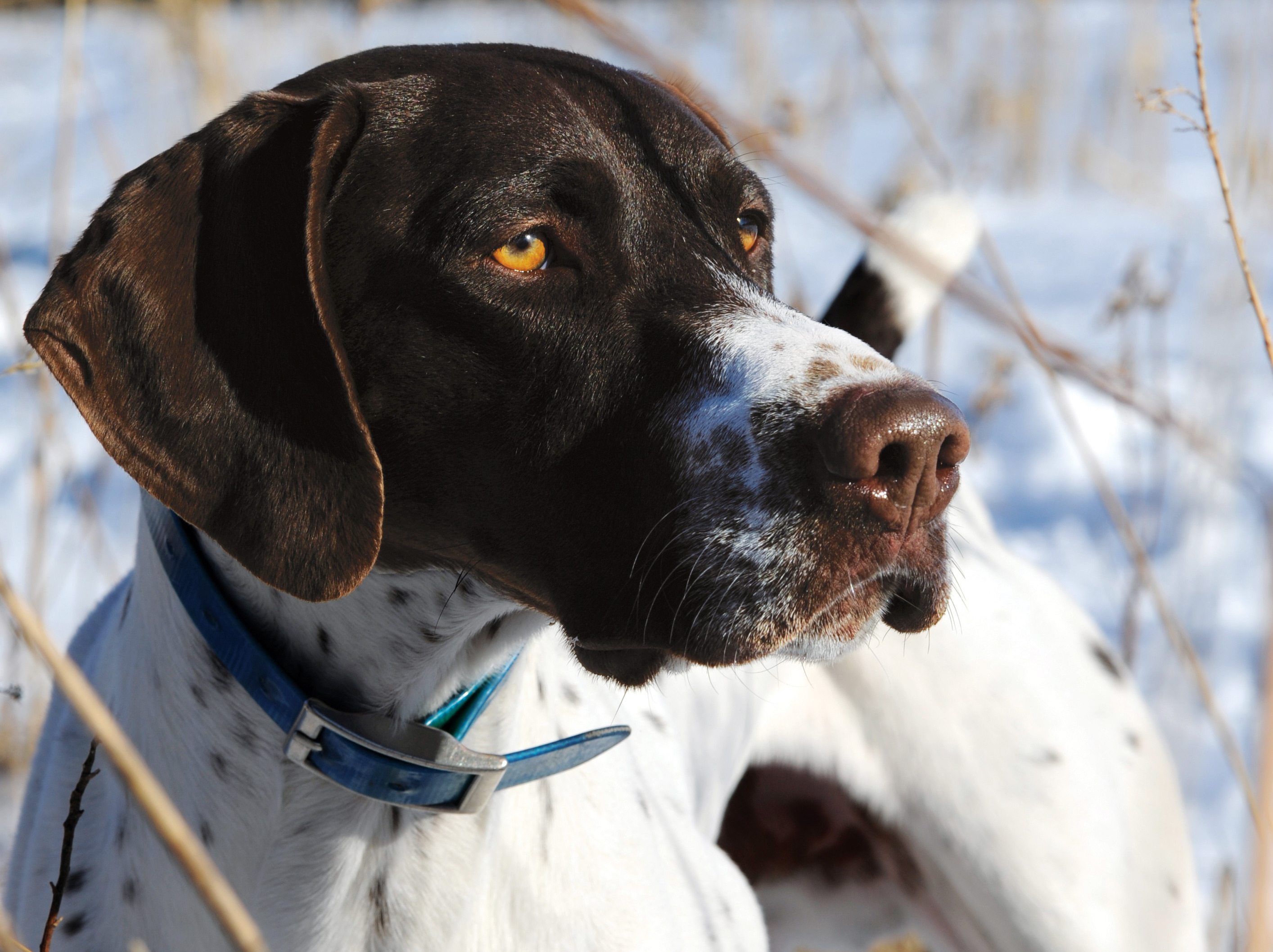 Five Ways to Help Sporting Dogs Combat the Cold Sporting Classics Daily