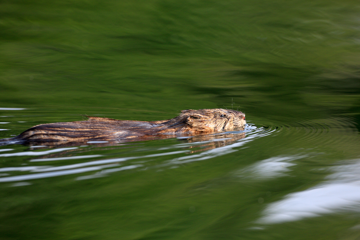 Little Beaver | Sporting Classics Daily