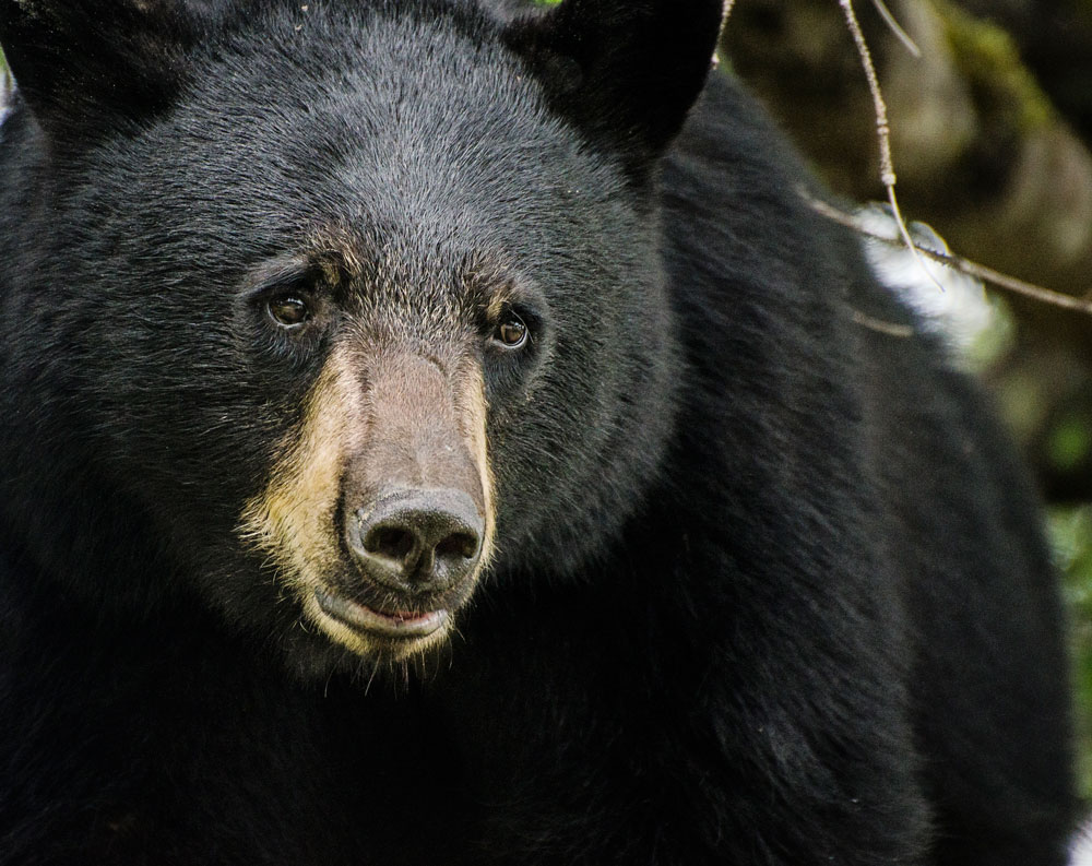 Kentucky Adds Hunting Opportunities as Bear Numbers Increase Sporting Classics Daily