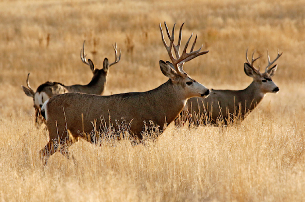Grand Valley Special Access Archery Deer Hunts Sporting Classics Daily