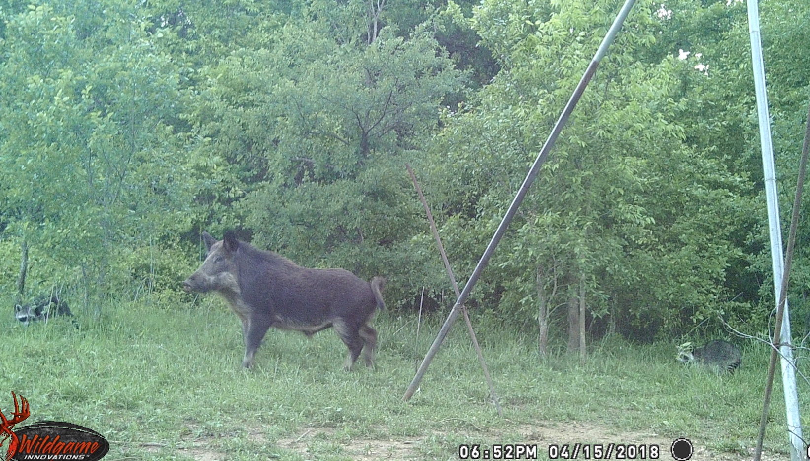 Texas Hog Hunting 101 Sporting Classics Daily
