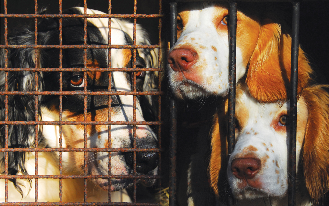 7 Great Hunting Dog Quotes Sporting Classics Daily