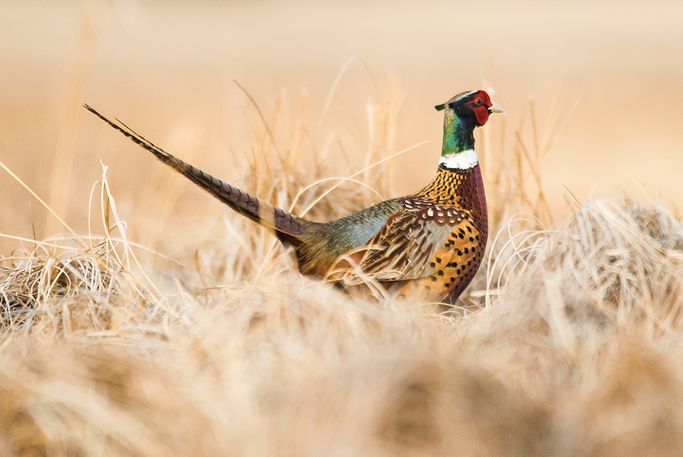 Nebraska Upland Slam Is Back Sporting Classics Daily