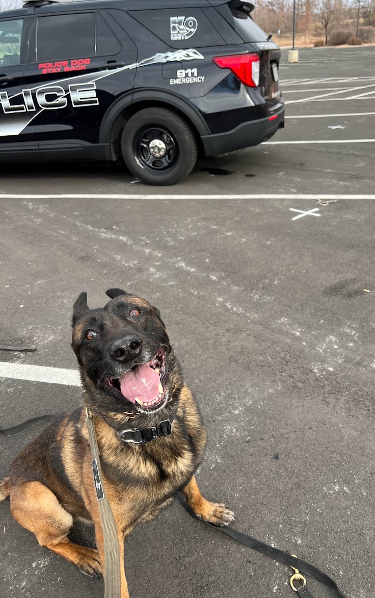 Protection Dog Training Sporting Road