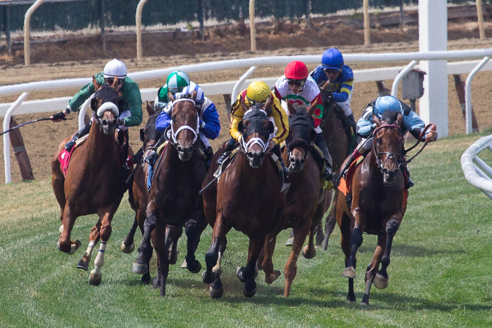 Insurance Bet Horse Racing Explained